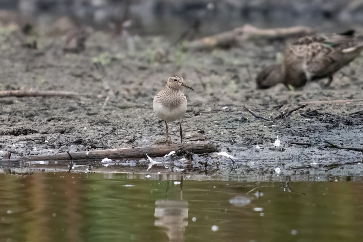 Pectoral Sandpiper - Dominic More O’Ferrall