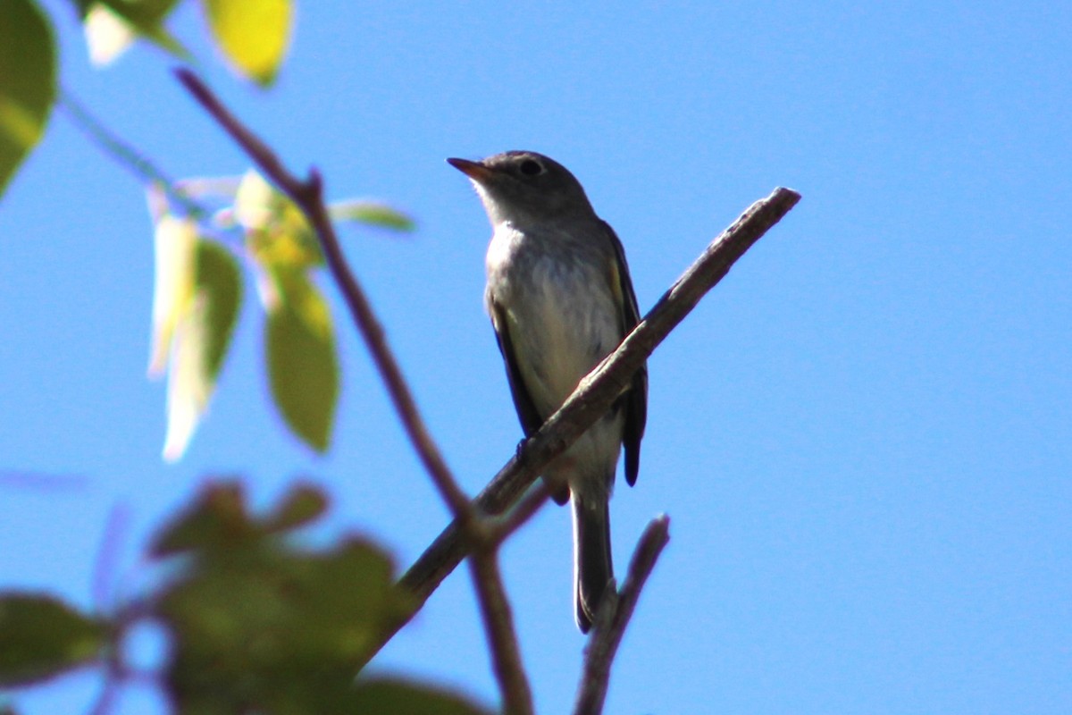 Empidonax sp. - ML624199583