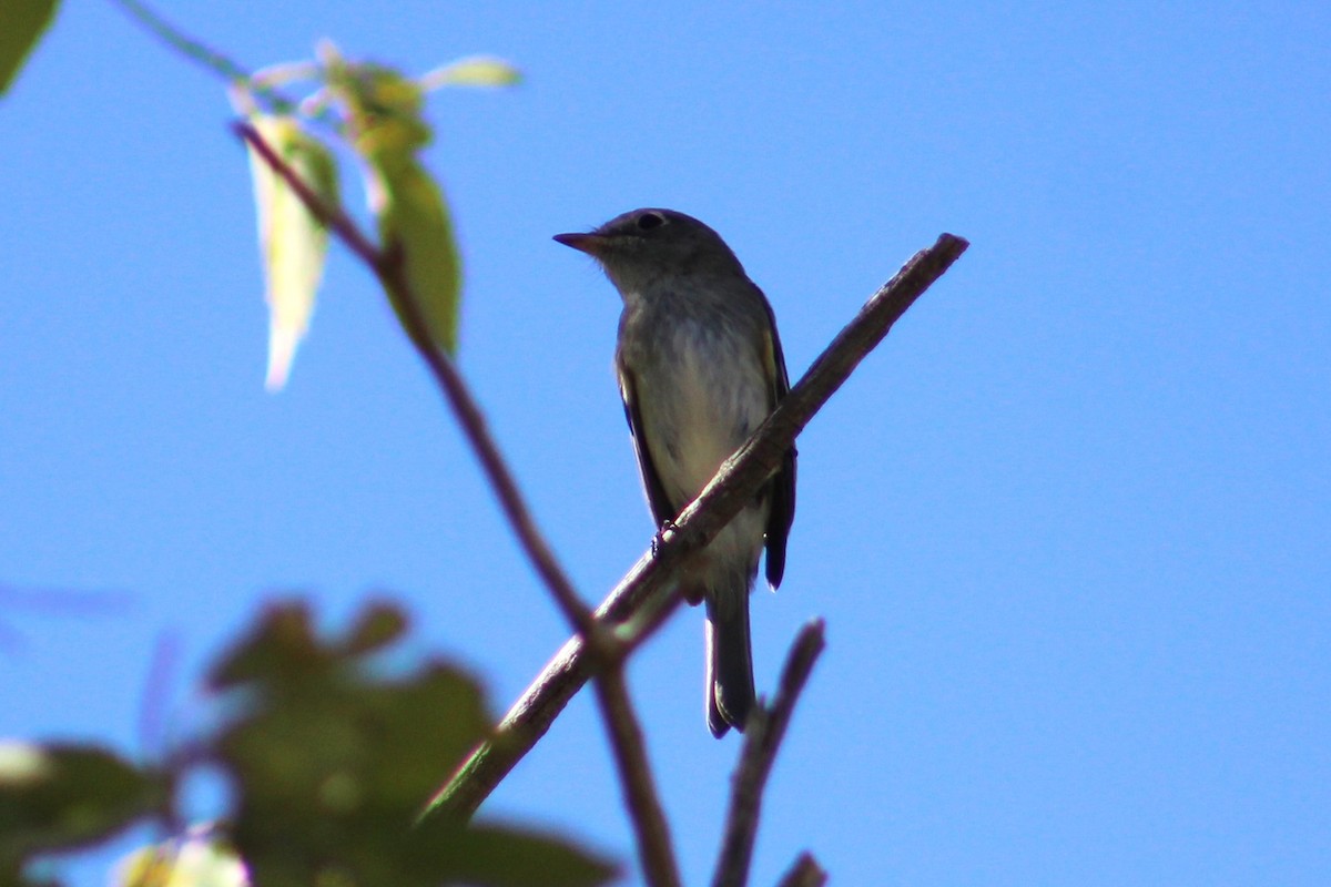 Empidonax sp. - ML624199584