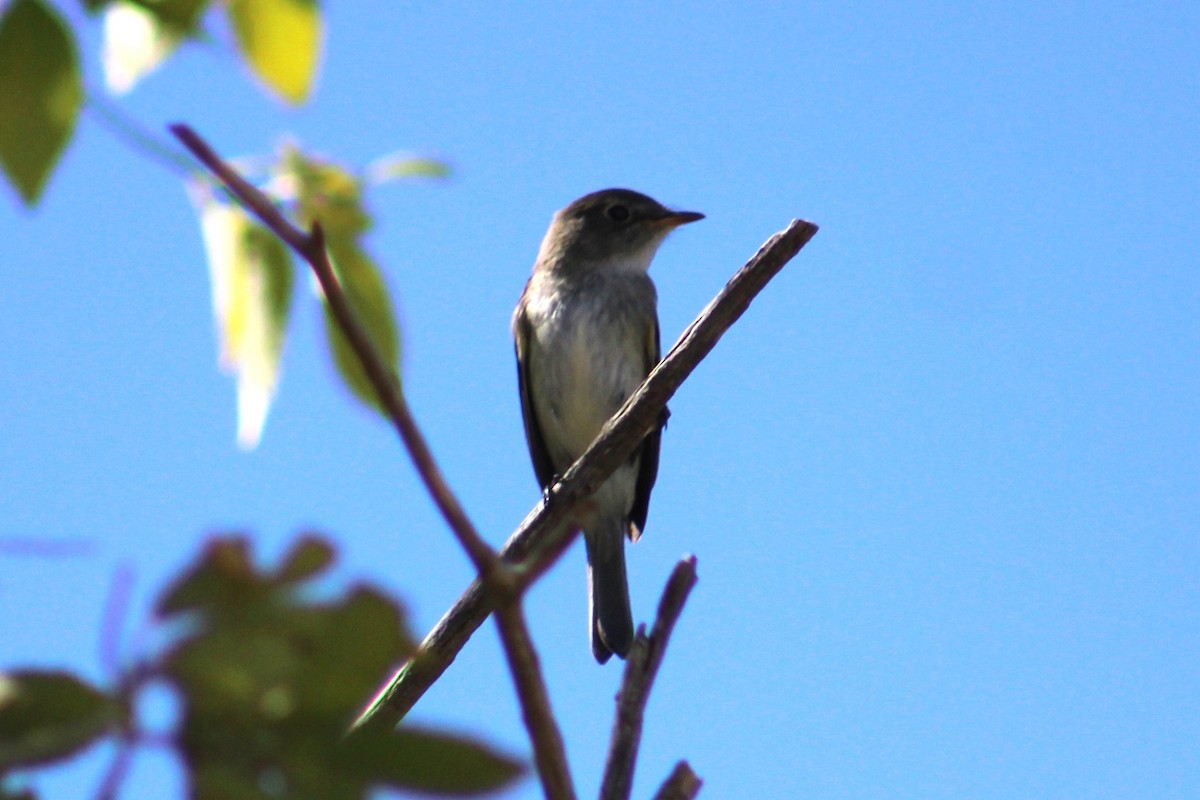 Empidonax sp. - ML624199585