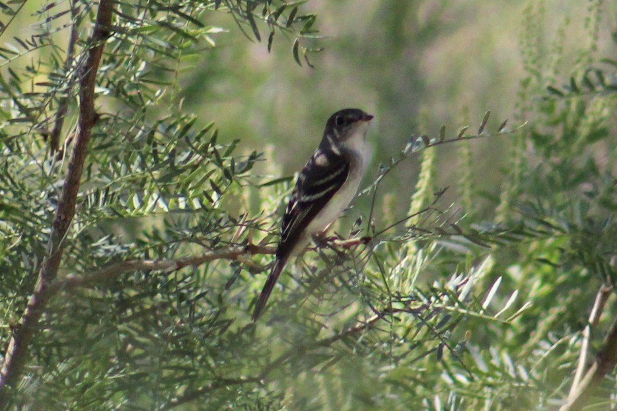 Empidonax sp. - ML624199586