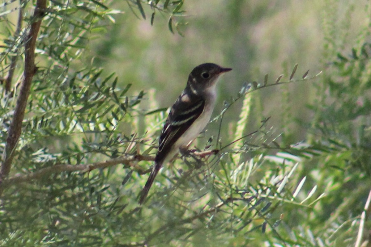 Empidonax sp. - ML624199587