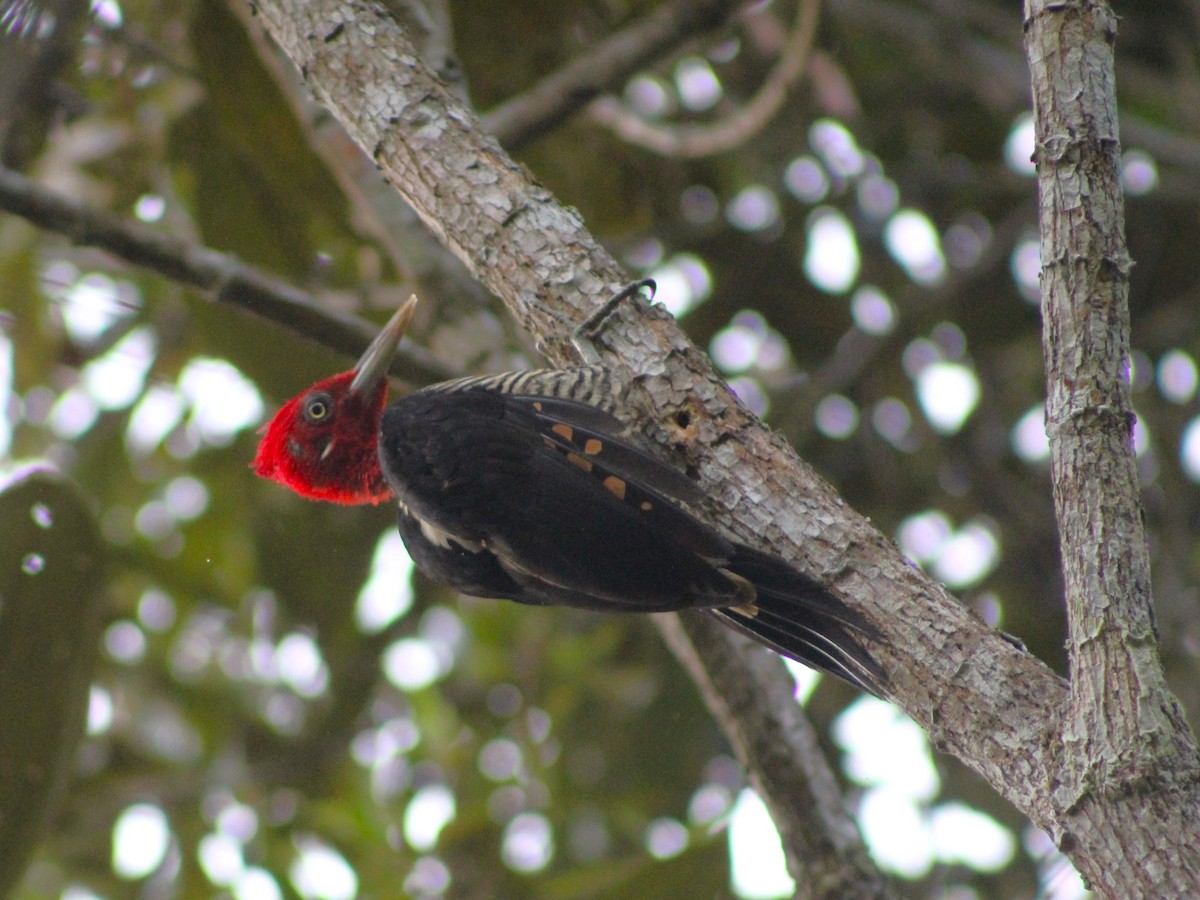 Robust Woodpecker - ML624199596