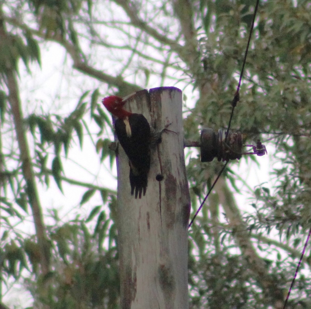 Robust Woodpecker - ML624199597