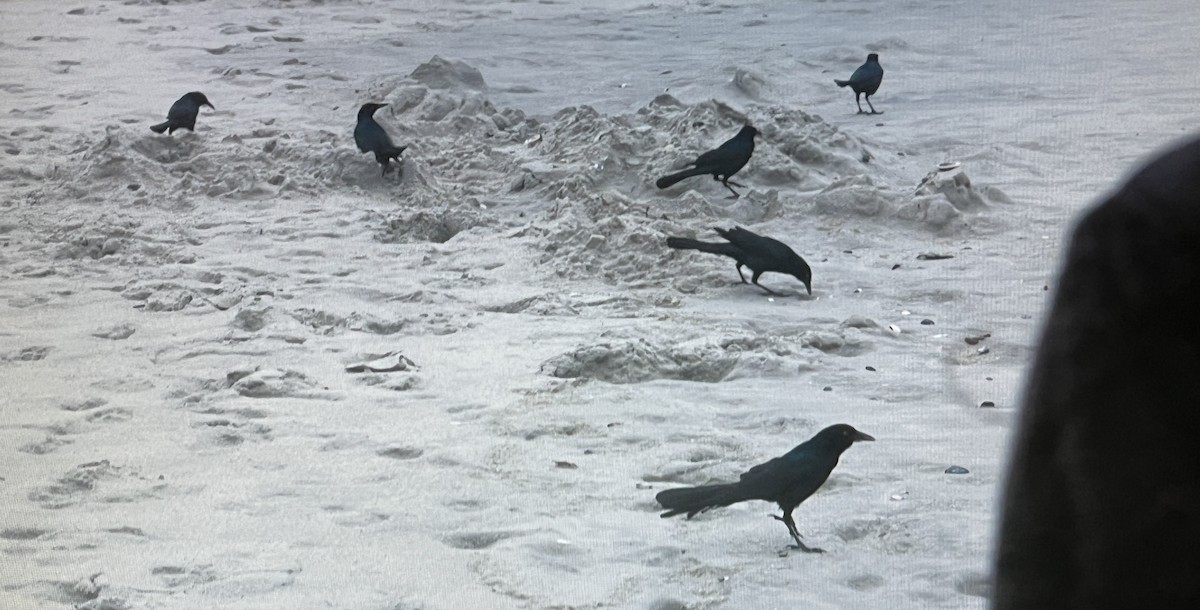 Boat-tailed Grackle - ML624199607