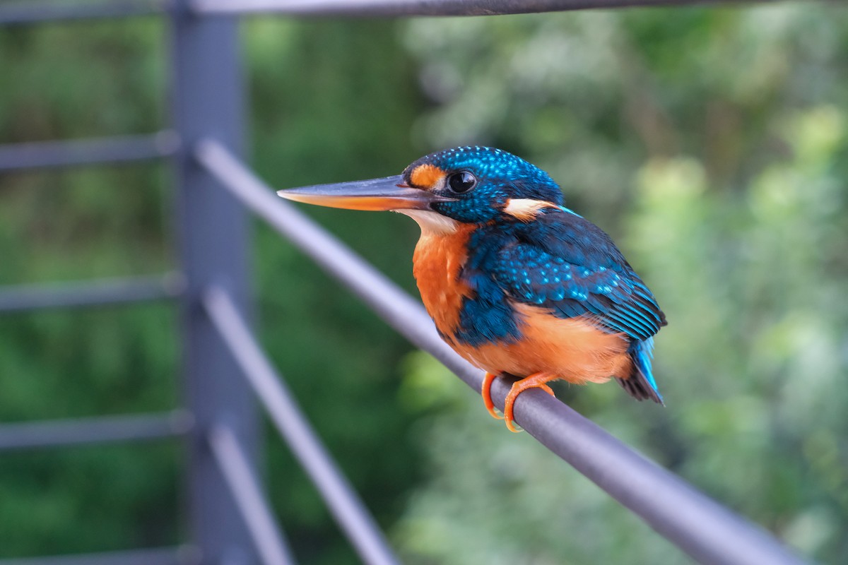 Indigo-banded Kingfisher - ML624199615