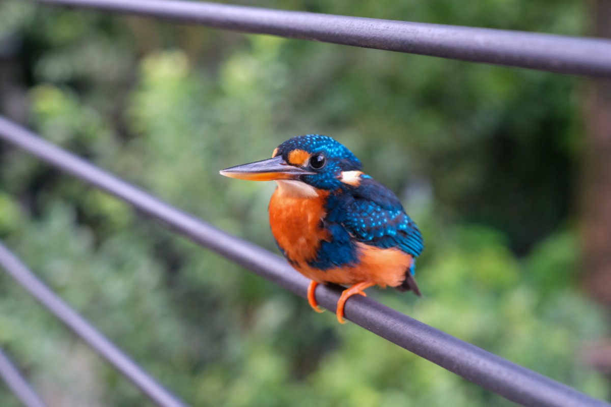 Indigo-banded Kingfisher - ML624199616