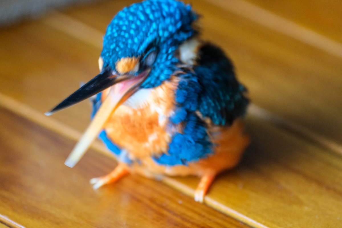 Indigo-banded Kingfisher - ML624199617