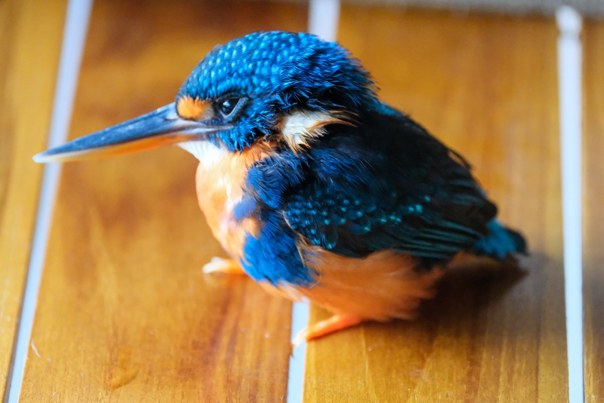 Indigo-banded Kingfisher - Bea Monica Reyes