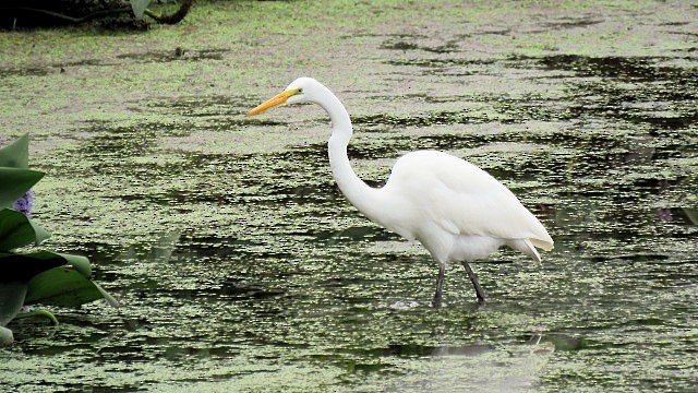 Grande Aigrette - ML624199656