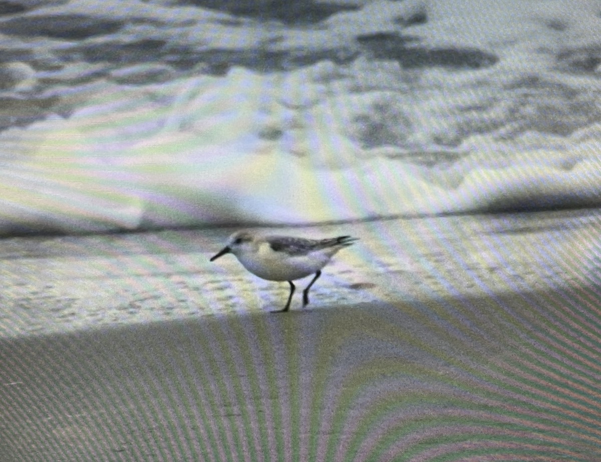 tanımsız küçük kumkuşu (Calidris sp.) - ML624199664