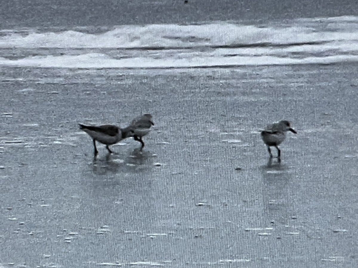 tanımsız küçük kumkuşu (Calidris sp.) - ML624199668