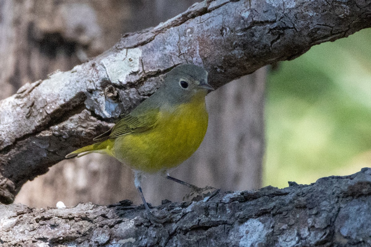 Nashville Warbler - ML624199673