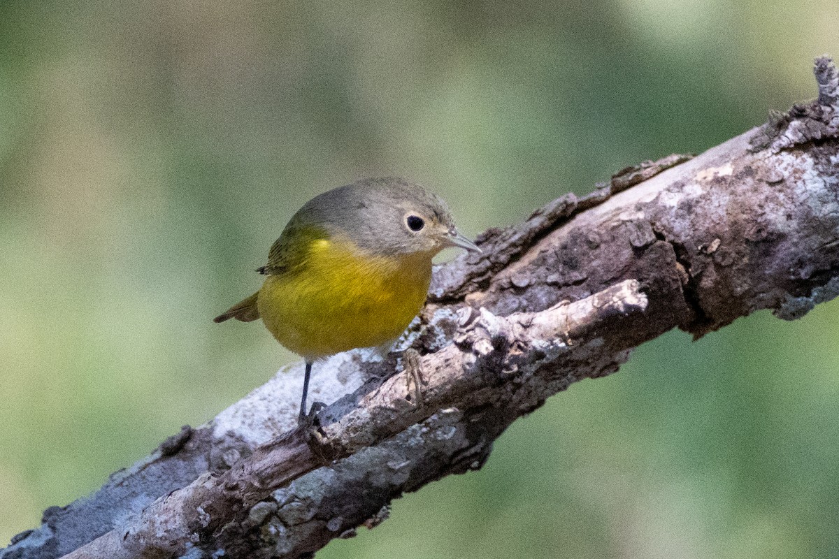 Nashville Warbler - ML624199674