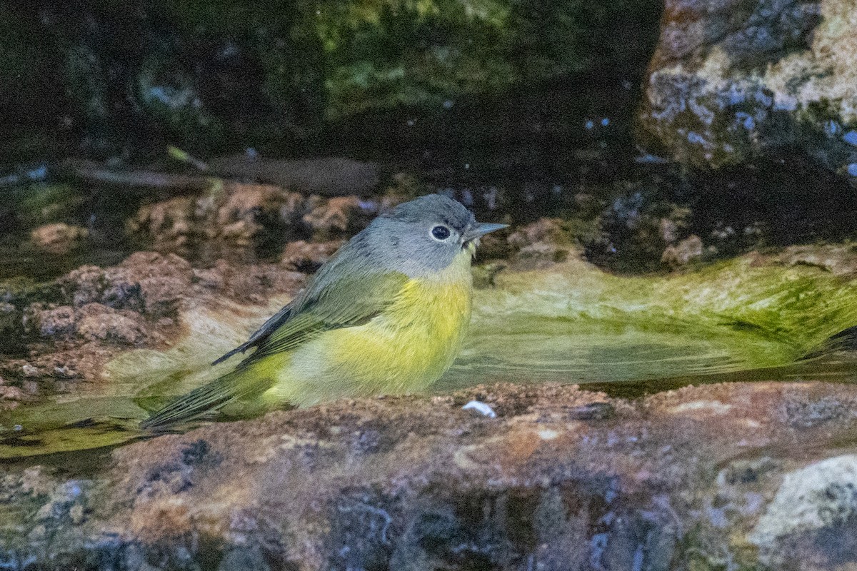 Nashville Warbler - ML624199675