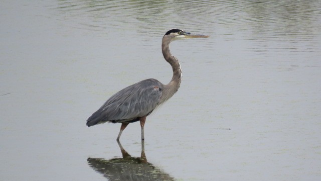 Great Blue Heron - ML624199677