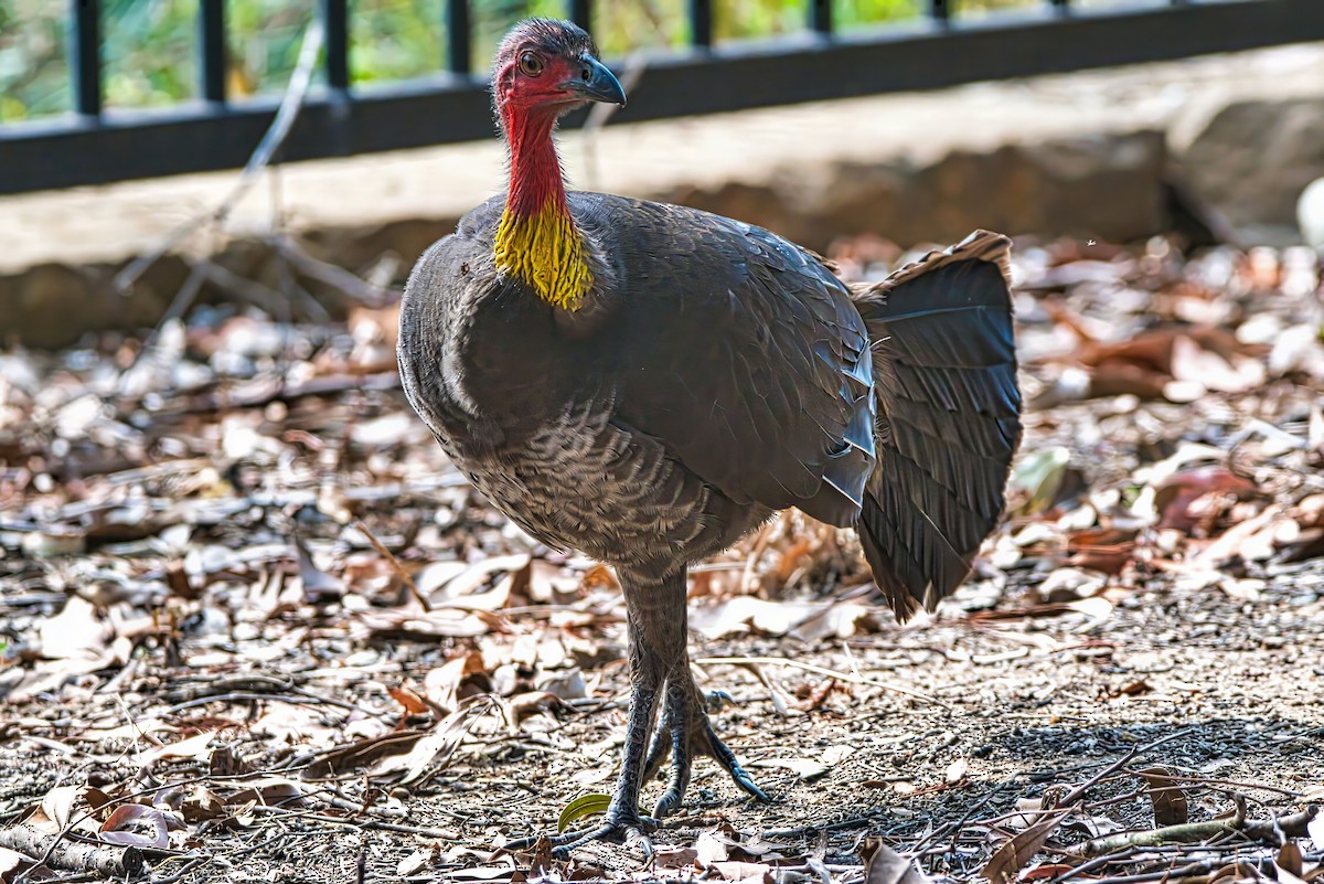 Australian Brushturkey - ML624199685