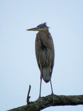 Great Blue Heron - ML624199687