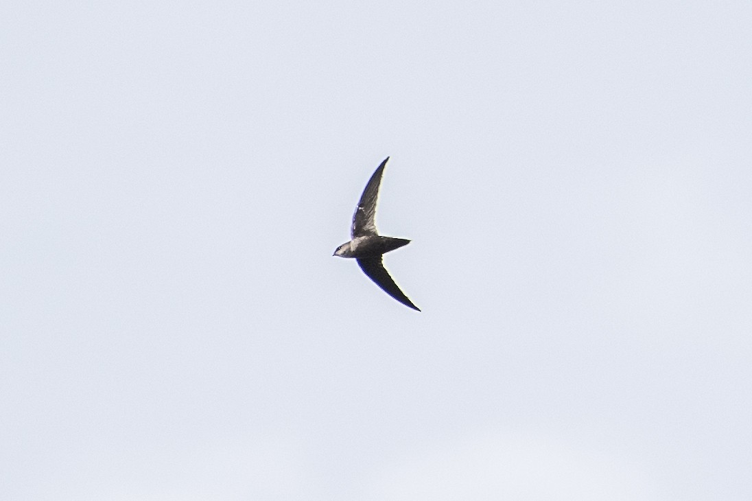 Chimney Swift - ML624199688