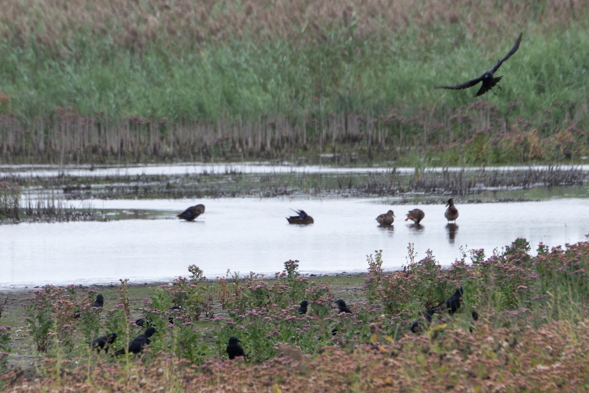 American Crow - ML624199690