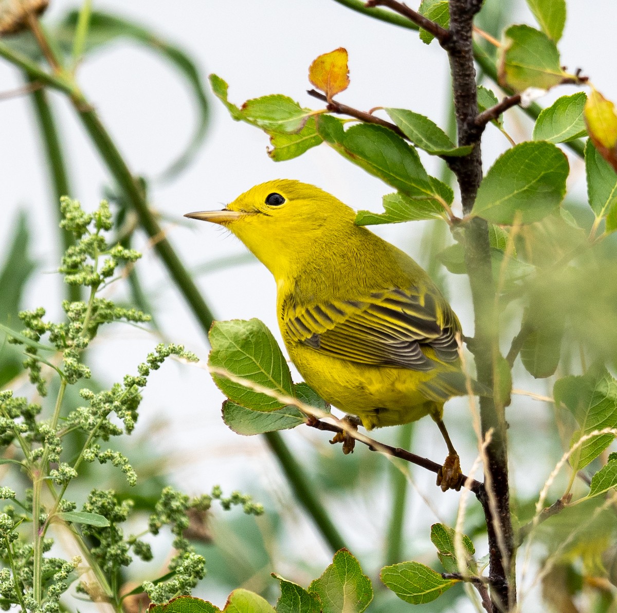 Yellow Warbler - ML624199691