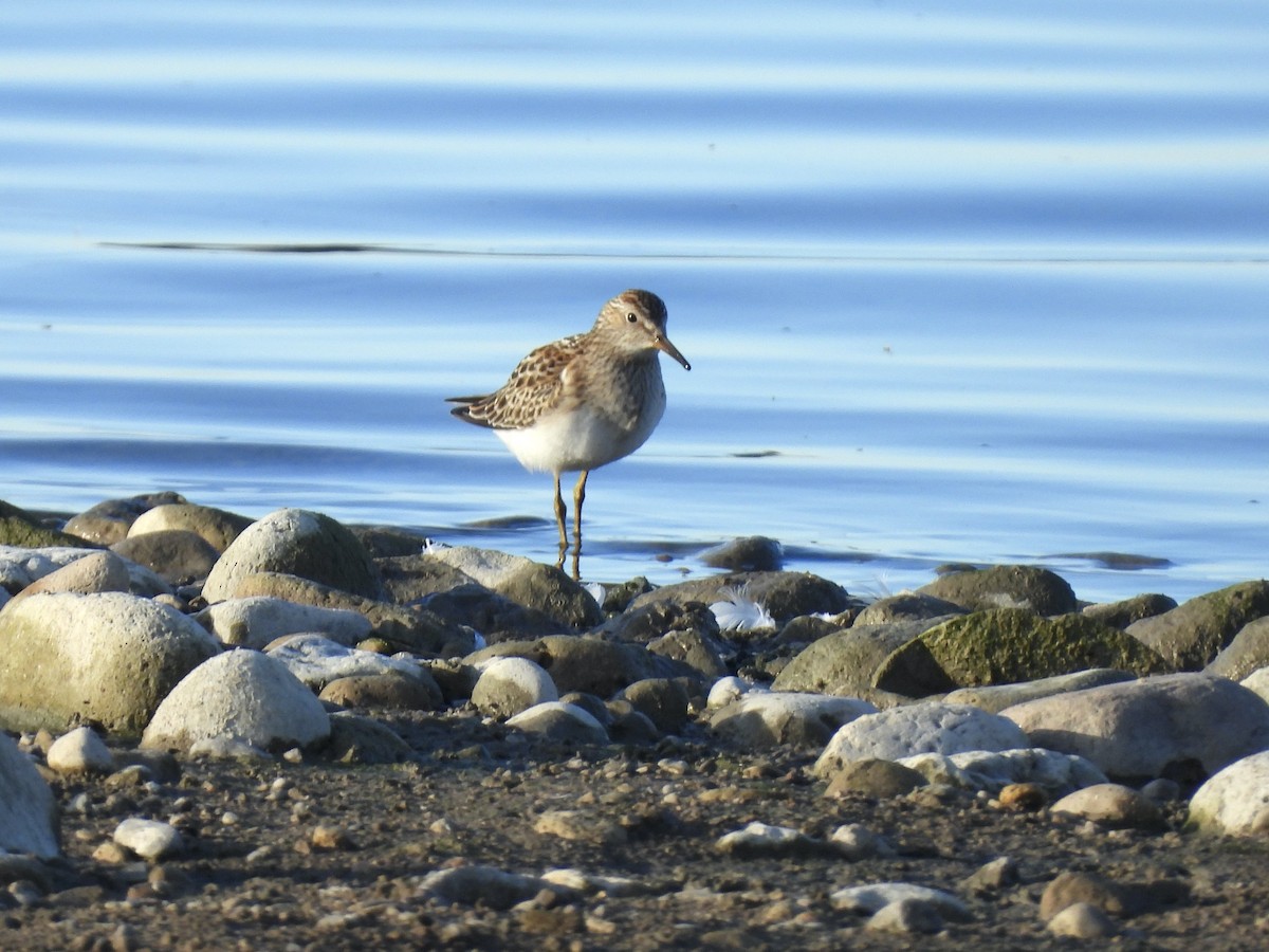 Pectoral Sandpiper - ML624199693