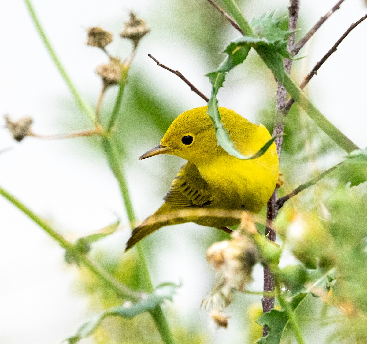 Yellow Warbler - ML624199696