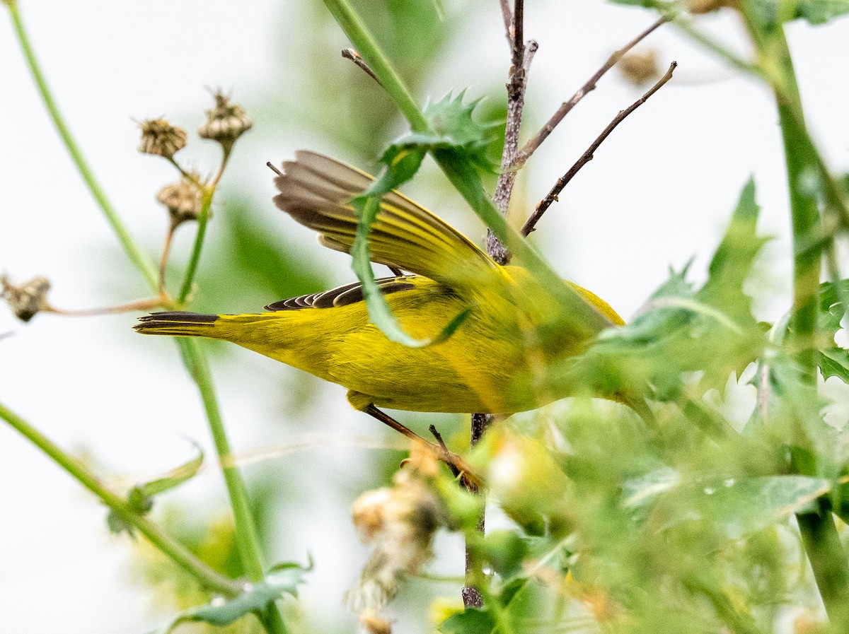 Yellow Warbler - ML624199702