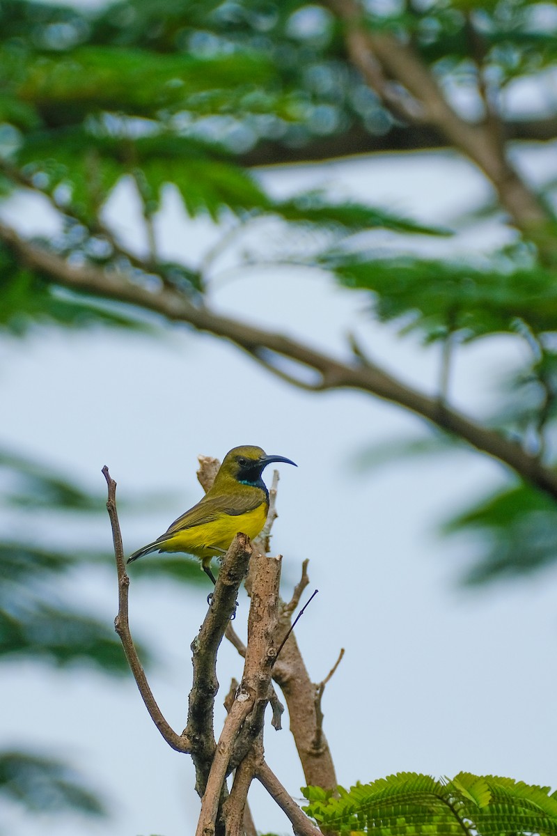 Garden Sunbird - ML624199703