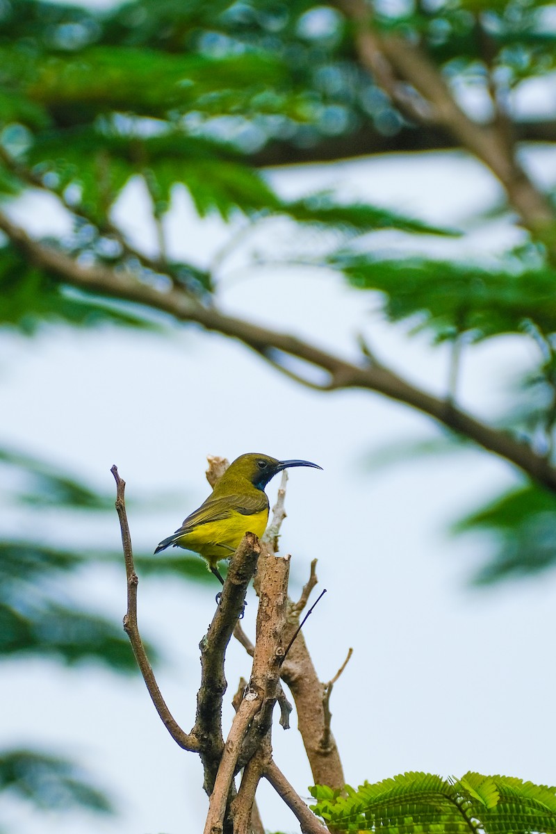 Garden Sunbird - ML624199704