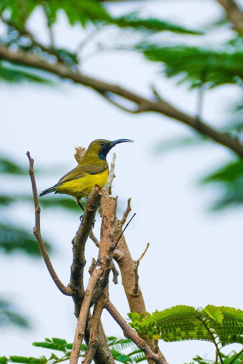 Garden Sunbird - ML624199705