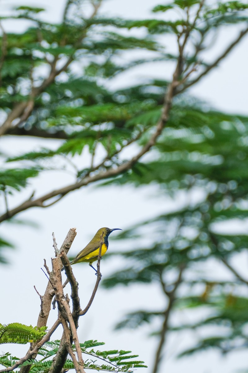 Garden Sunbird - ML624199708