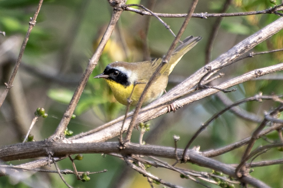 Common Yellowthroat (trichas Group) - ML624199709