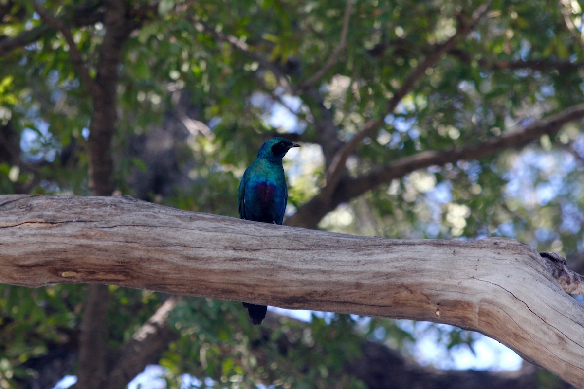 Burchell's Starling - ML62419971