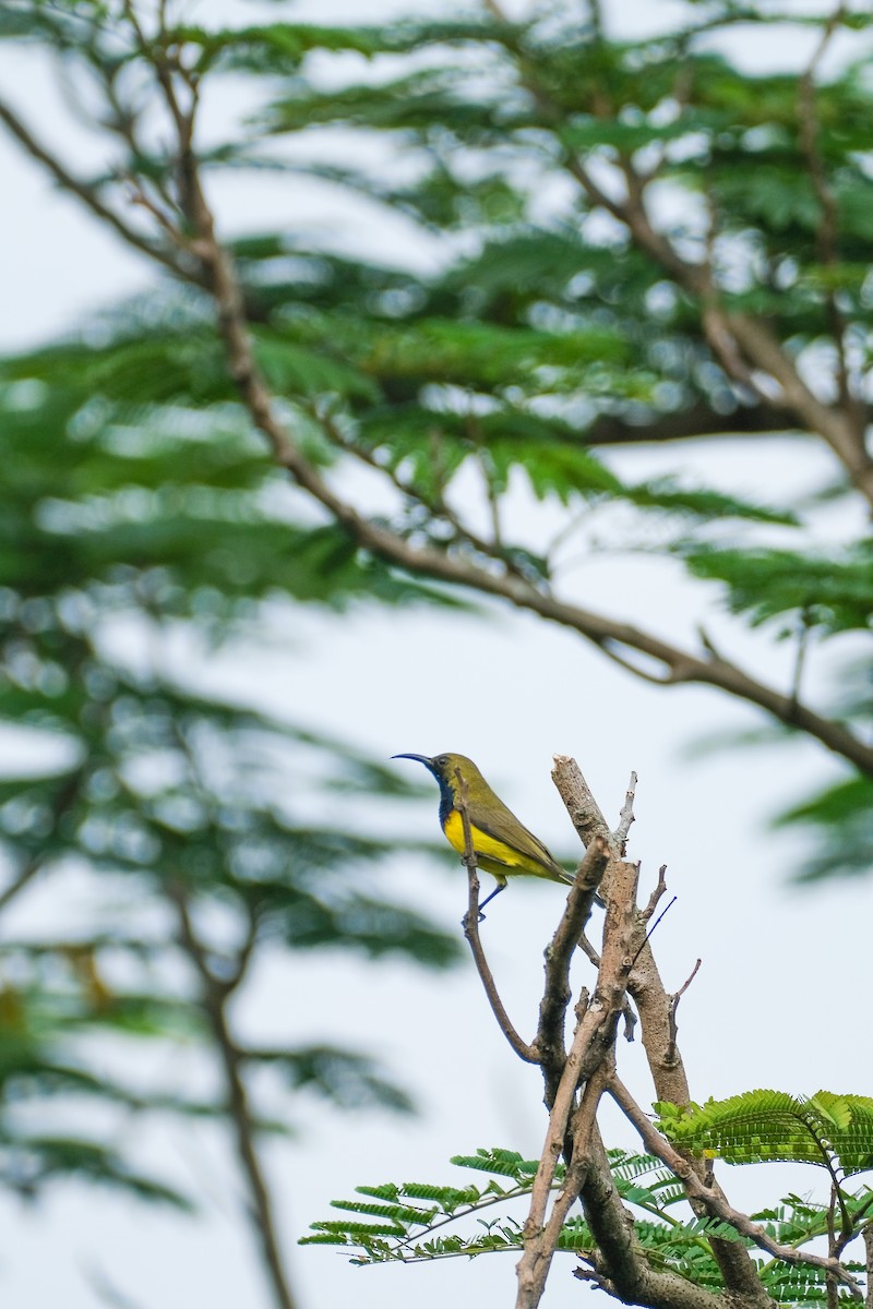 Garden Sunbird - ML624199710