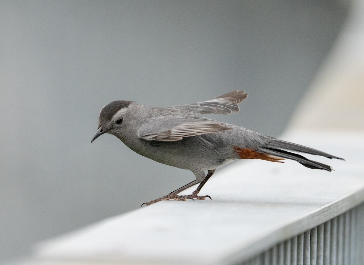 Gray Catbird - ML624199724