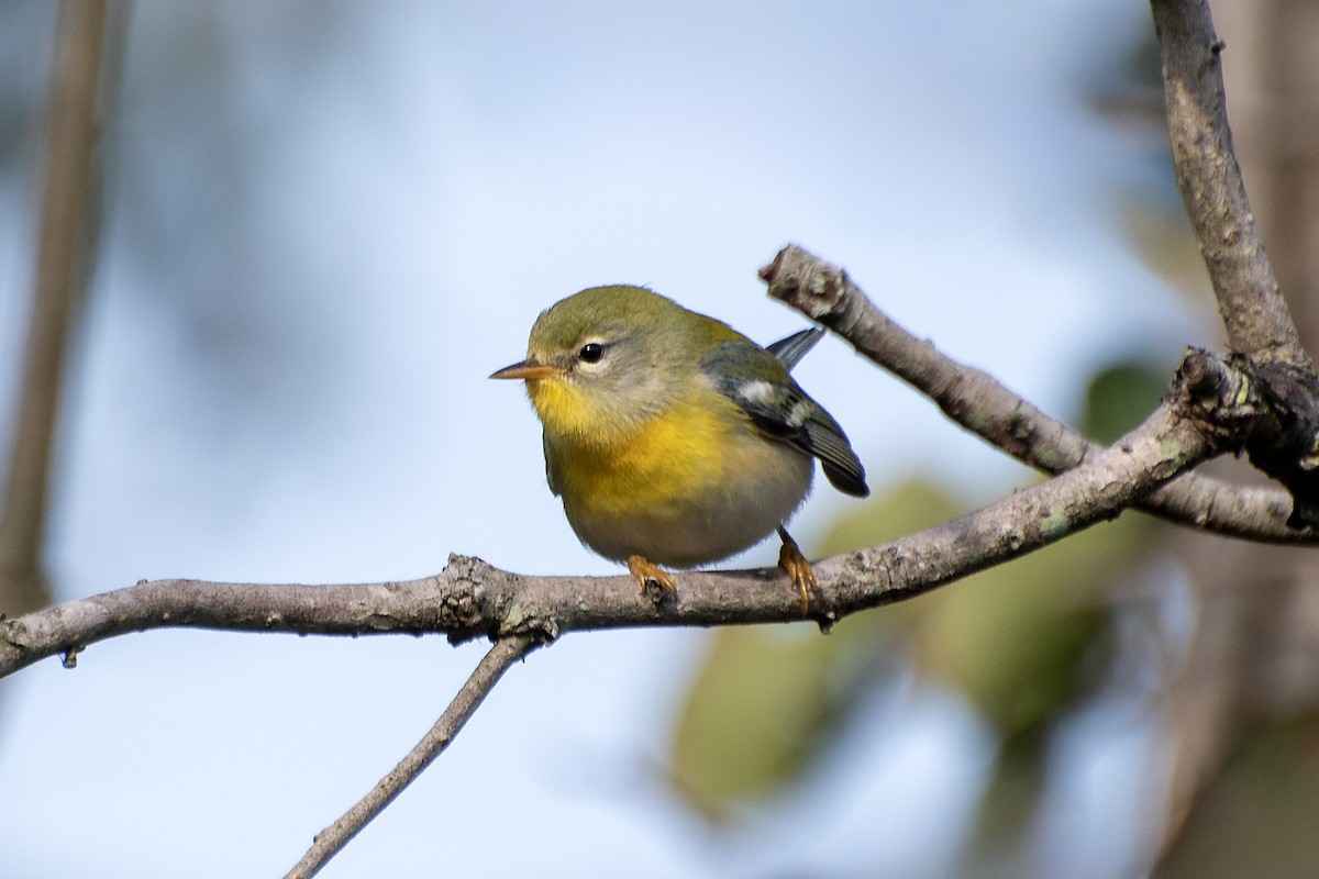 Northern Parula - ML624199725