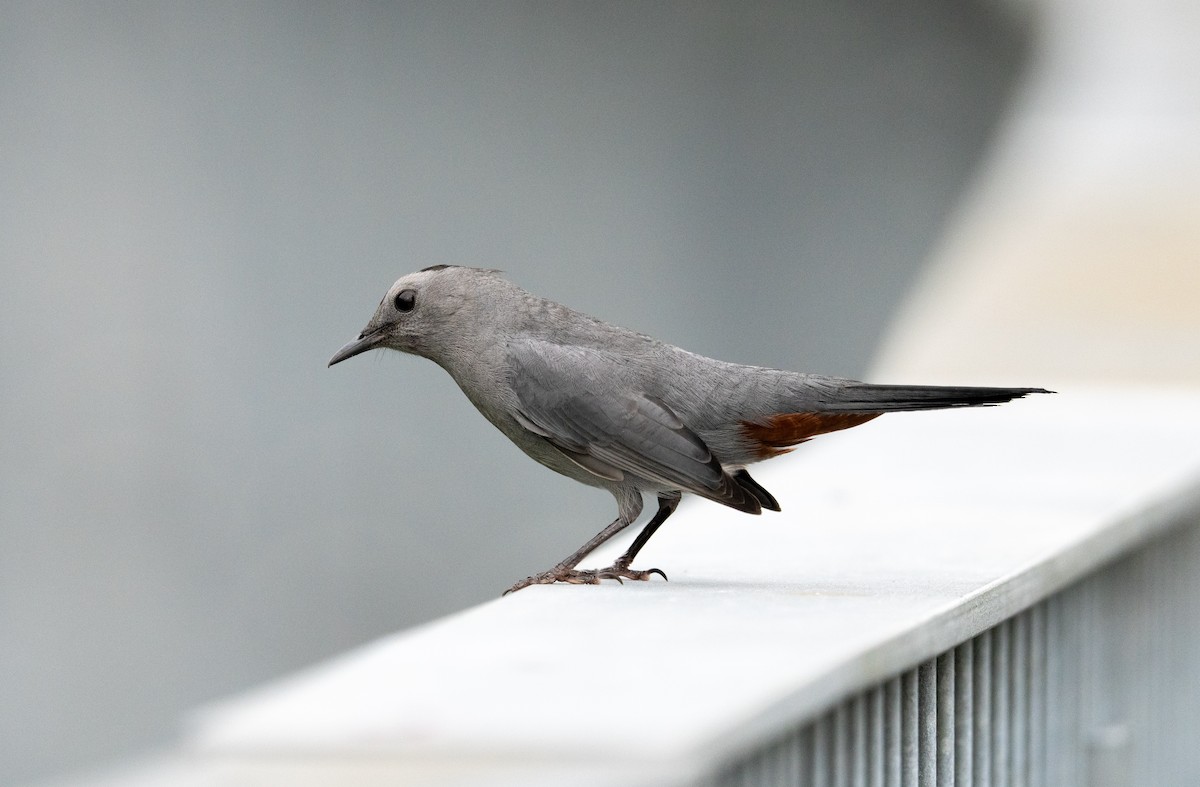 Gray Catbird - ML624199729