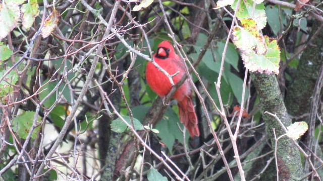 Cardinal rouge - ML624199738