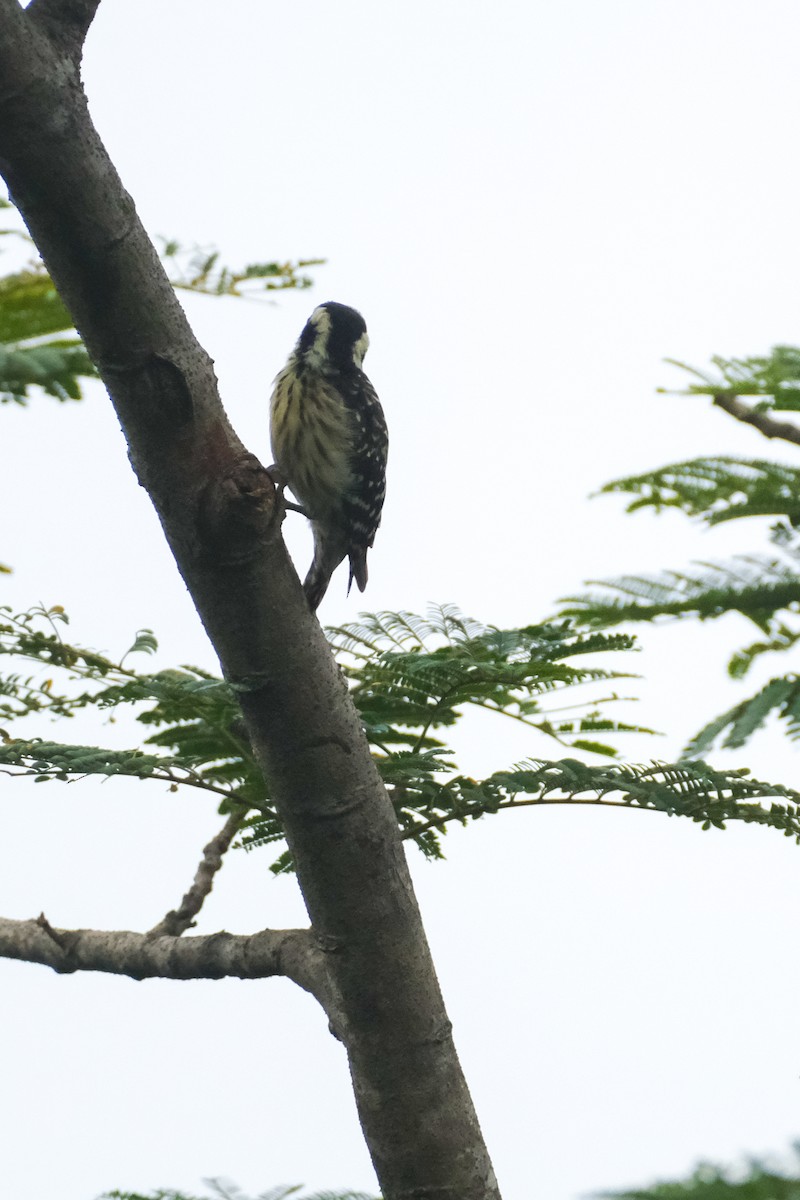 Philippine Pygmy Woodpecker - ML624199764