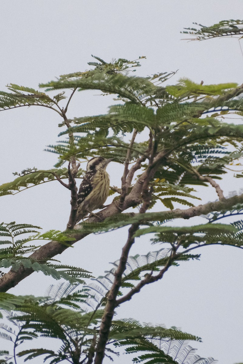 Philippine Pygmy Woodpecker - ML624199765