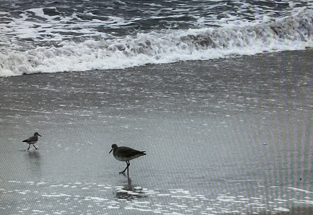 tanımsız küçük kumkuşu (Calidris sp.) - ML624199767