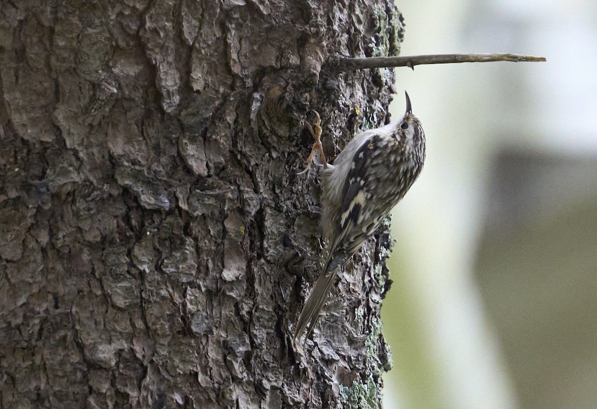 Brown Creeper - ML624199771