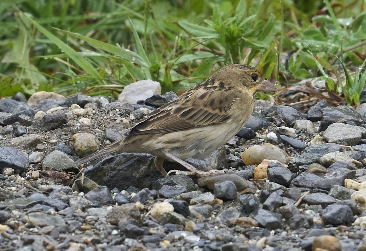 Dickcissel - ML624199779