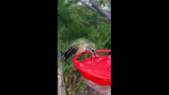 Broad-tailed Hummingbird - ML624199798