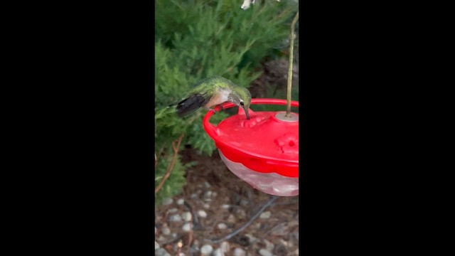 Broad-tailed Hummingbird - ML624199812