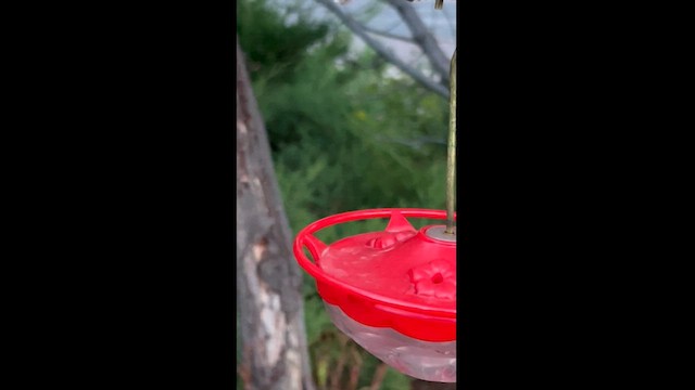 Broad-tailed Hummingbird - ML624199829