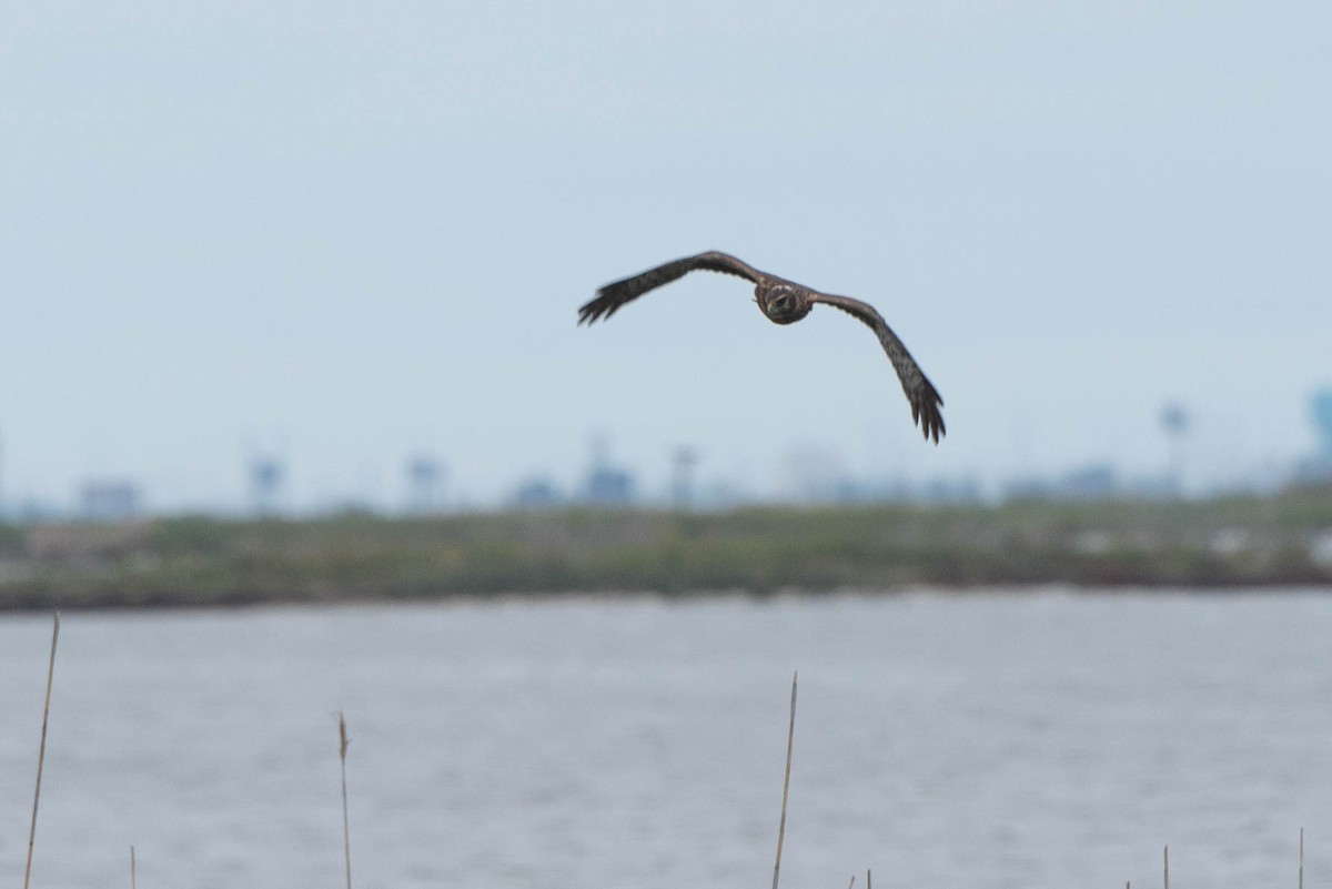 Northern Harrier - ML624199835