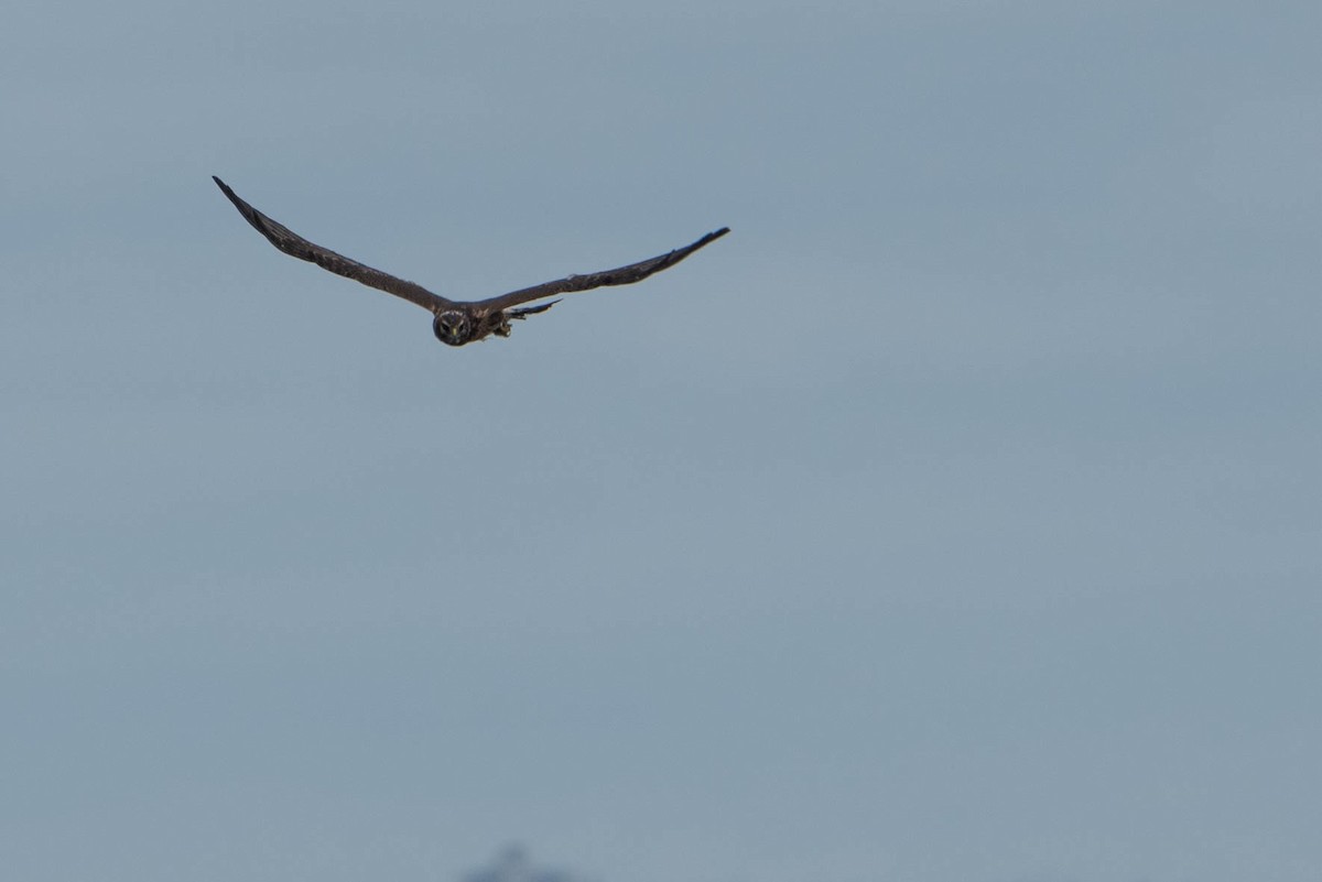 Northern Harrier - ML624199836