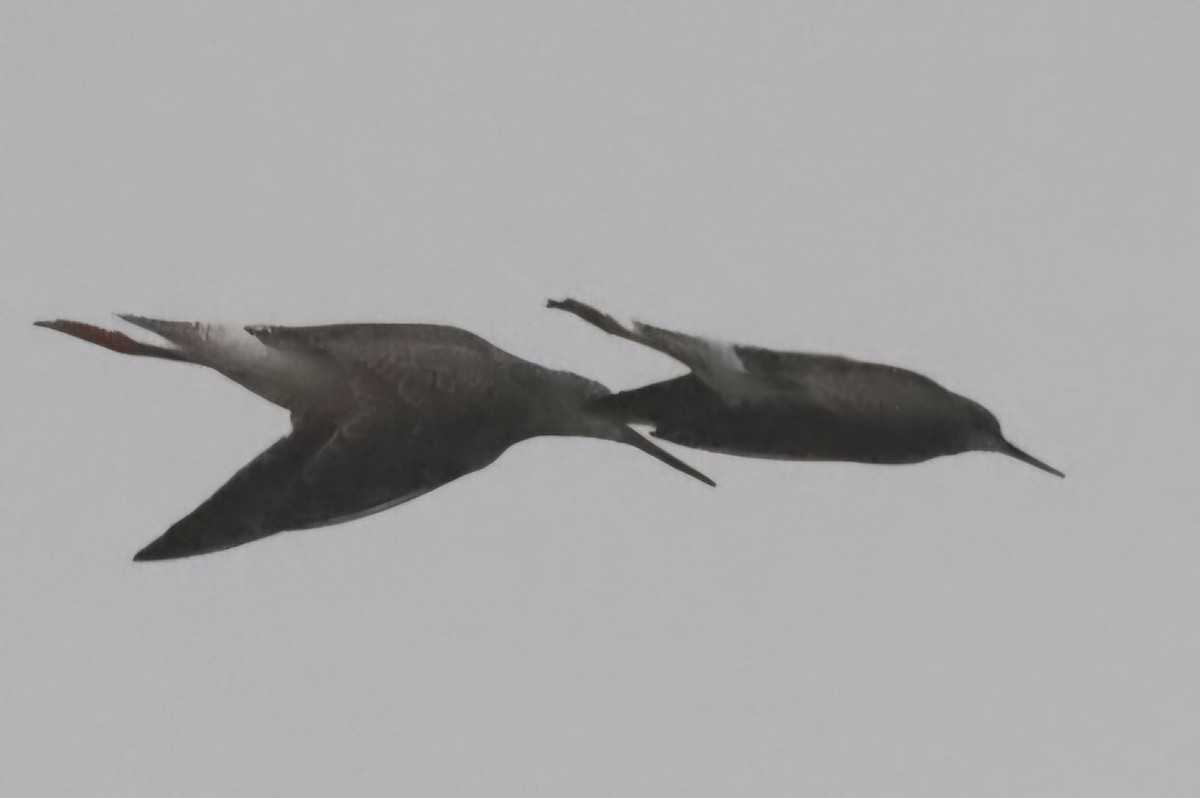 Lesser Yellowlegs - ML624199865